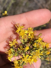 Gutierrezia californica