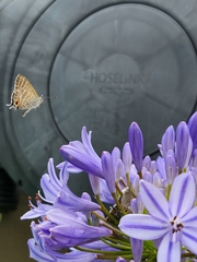 Theclinesthes onycha