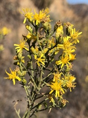 Gutierrezia californica