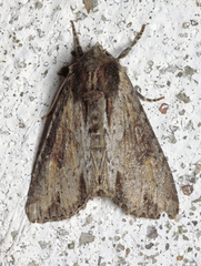 Apamea crenata