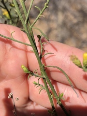 Gutierrezia californica