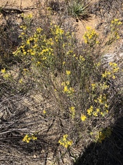 Gutierrezia californica