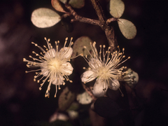 Neomyrtus pedunculata