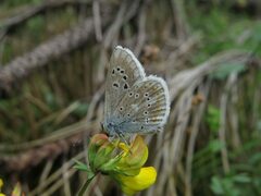 Polyommatus dorylas