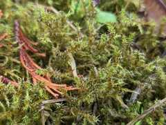 Rhytidiadelphus squarrosus