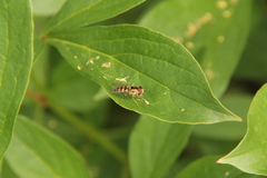 Epistrophella emarginata