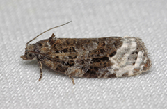 Apotomis capreana
