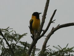 Icterus graduacauda