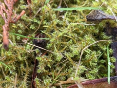 Rhytidiadelphus squarrosus