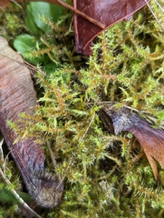 Rhytidiadelphus squarrosus