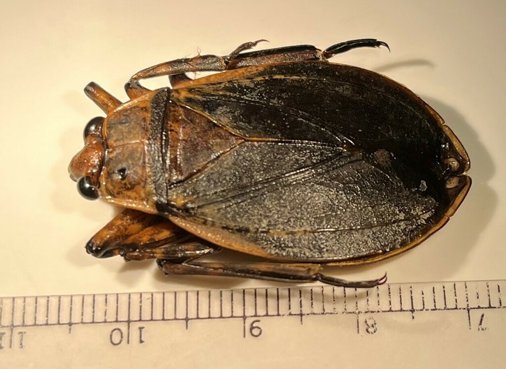 Abedus herberti