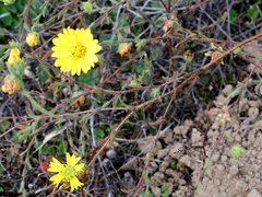 Hemizonia congesta lutescens