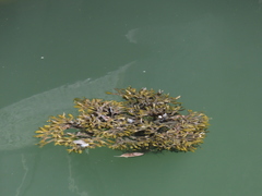 Fucus vesiculosus