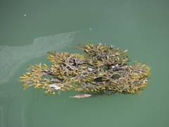 Fucus vesiculosus