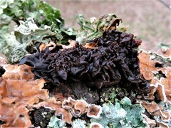 Phaeotremella frondosa