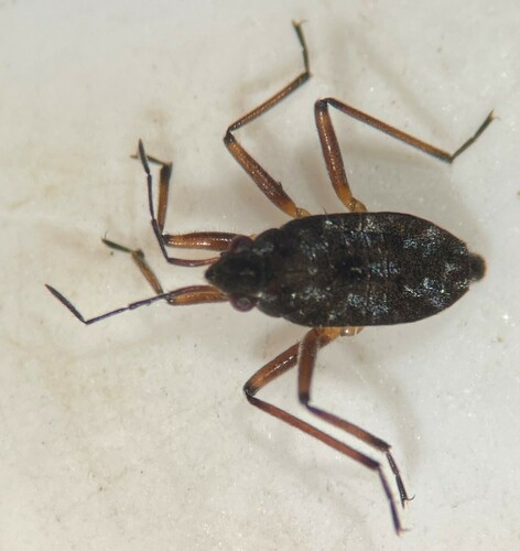 Microvelia fasciculifera