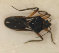 Microvelia signata