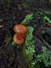 Gymnopilus allantopus