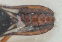 Microvelia signata