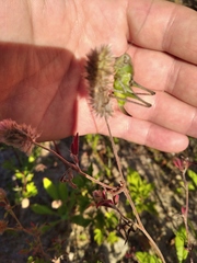 Platycleis albopunctata