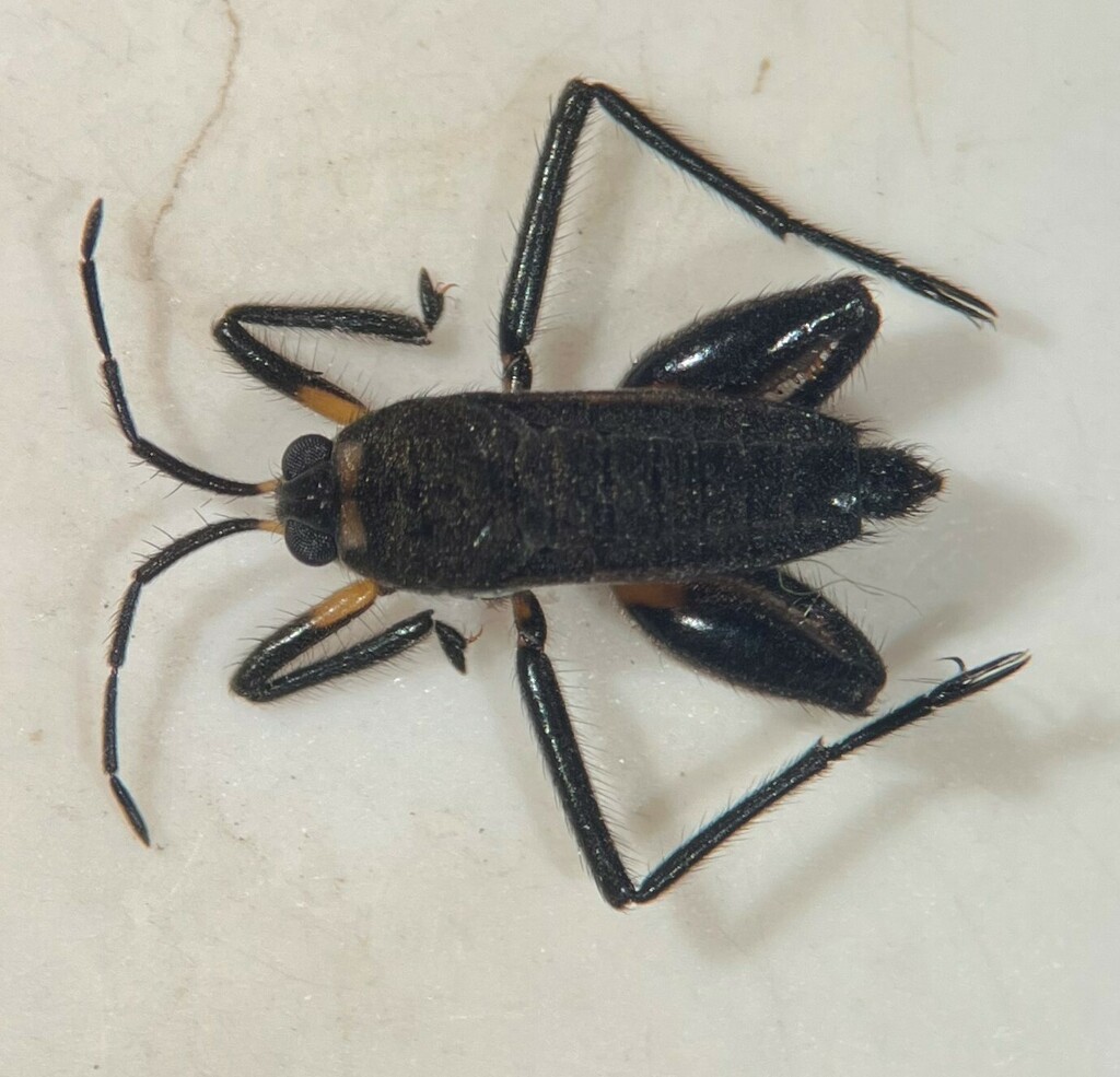 Rhagovelia varipes