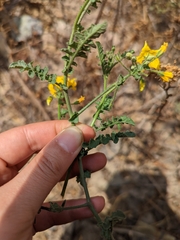 Solanum corneliomulleri