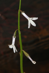 Lobelia dortmanna