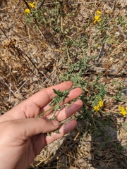 Solanum corneliomulleri