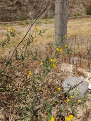 Solanum corneliomulleri