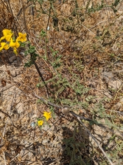 Solanum corneliomulleri