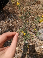 Solanum corneliomulleri