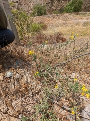 Solanum corneliomulleri