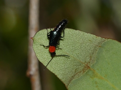 Carphurus cyanopterus
