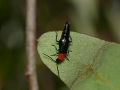 Carphurus cyanopterus