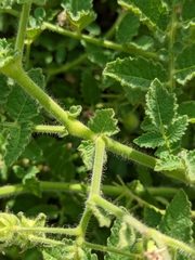 Solanum habrochaites