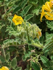 Solanum habrochaites