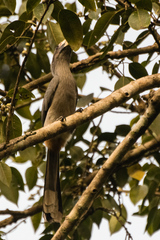Ocyceros birostris
