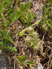 Solanum habrochaites