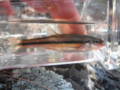 Chrosomus neogaeus