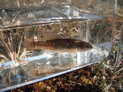 Umbra limi