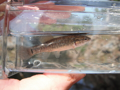 Umbra limi