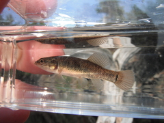 Umbra limi