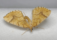 Eulithis mellinata