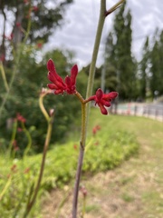 Anigozanthos flavidus