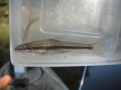 Notropis heterodon