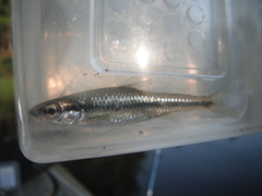 Notropis heterodon