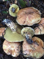 Suillus caerulescens