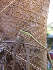 Oxybelis microphthalmus