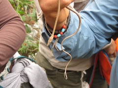 Oxybelis microphthalmus