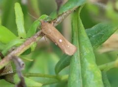 Virbia aurantiaca